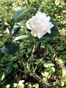 雪灯籠2014年11月17日開花