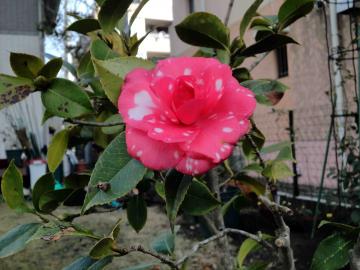 菊冬至2015年11月20日