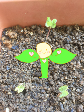 新芽のメメ1