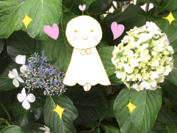 ☆あじさい☆